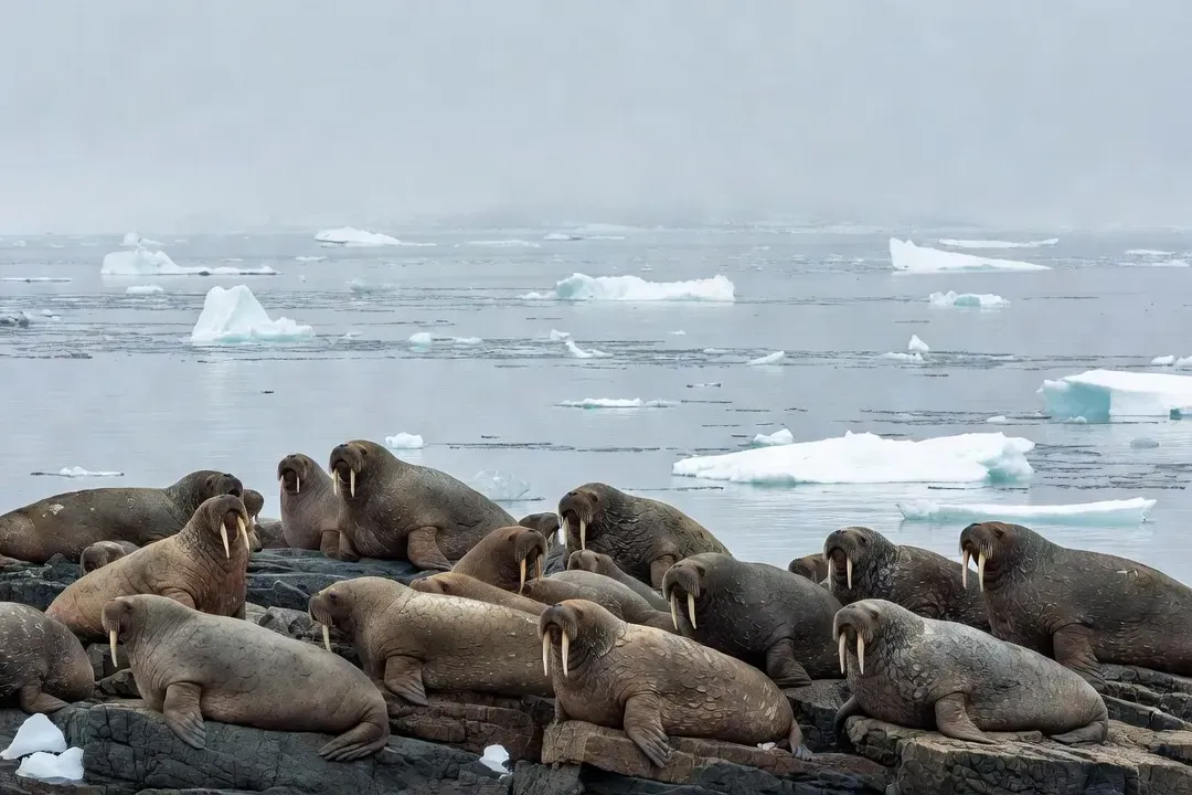 Colonie de morses de l'Atlantique rassembles sur une plage de l'archipel de la Nouvelle-Zemble en Arctique russe