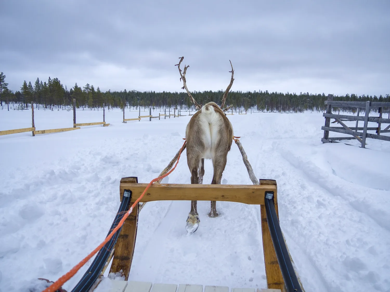 Traineau a rennes traversant un paysage enneige dans la foret boreale du pays komi