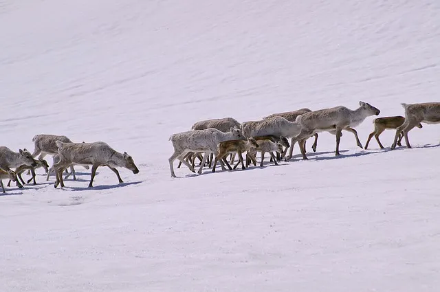 Renne dans un paysage enneige du Grand Nord russe evoquant les legendes yakoutes